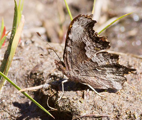 Zephyr Hoary Comma Polygonia gracilis zephyrus Hoary Anglewing Butterfly