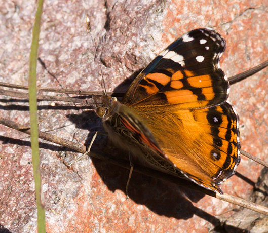 American Lady Vanessa virginiensi Butterfly