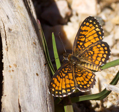 Elada Checkerspot Texola elada Butterfly
