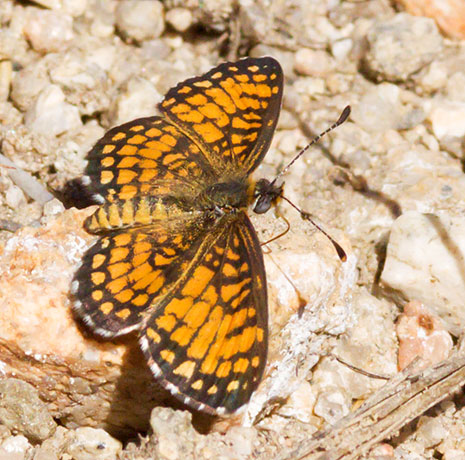 Elada Checkerspot Texola elada Butterfly