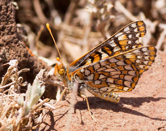 Anicia Checkerspot Euphydryas anicia hermosa  Butterfly