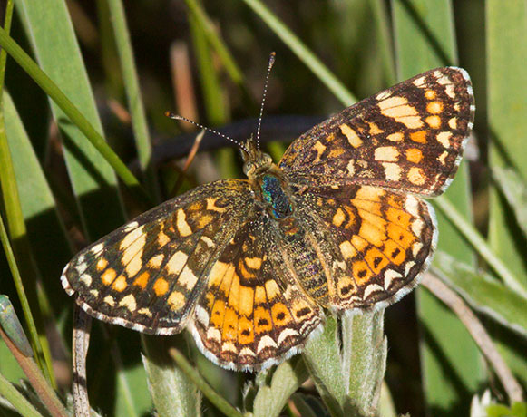 Field Crescent Phyciodes campestris Butterfly