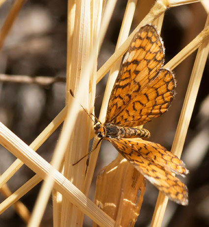 Tiny Checkerspot Dymasia dymas Butterfly