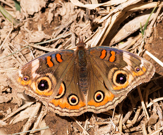 Common Buckeye Junonia coenia Butterfly