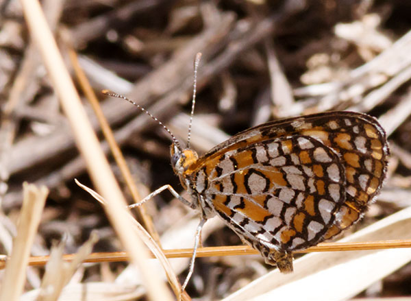 Tiny Checkerspot Dymasia dymas Butterfly