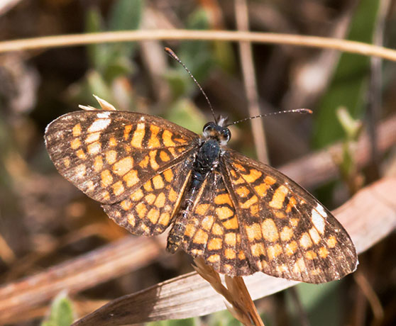 Tiny Checkerspot Dymasia dymas Butterfly