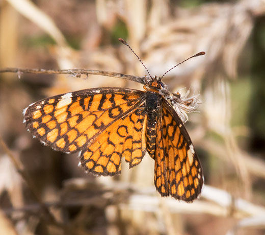 Tiny Checkerspot Dymasia dymas Butterfly