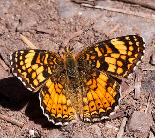 Mylitta Crescent Phyciodes mylitta Butterfly