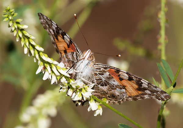 Painted Lady Vanessa cardui  Butterfly