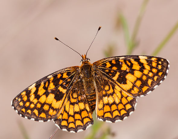 Arachne Checkerspot Polydryas arachne nympha Butterfly