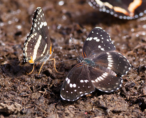 Bordered Patch Chlosyne lacinia Butterfly