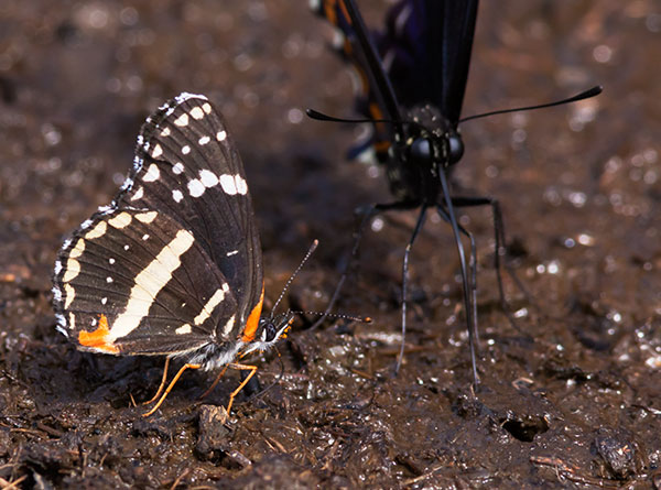 Bordered Patch Chlosyne lacinia Butterfly