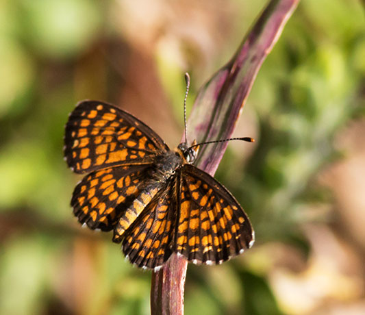 Elada Checkerspot Texola elada Butterfly