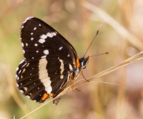 Bordered Patch Chlosyne lacinia Butterfly