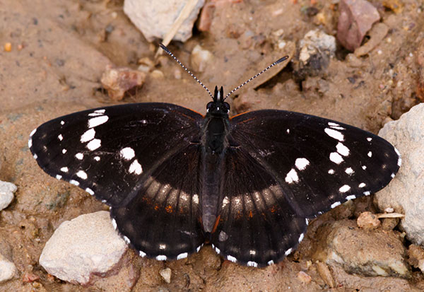 Bordered Patch Chlosyne lacinia Butterfly