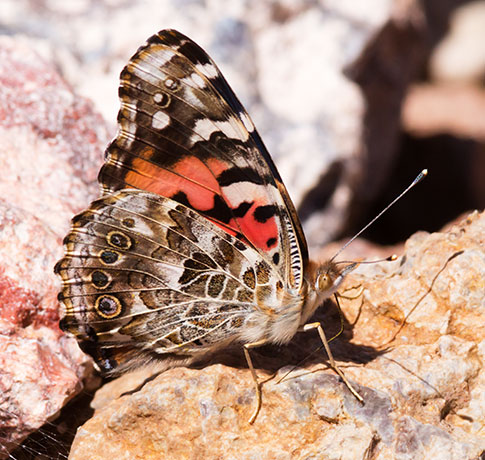 Painted Lady Vanessa cardui  Butterfly