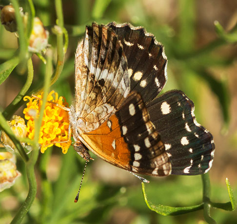 Texan Crescent Phyciodes texana  Butterfly