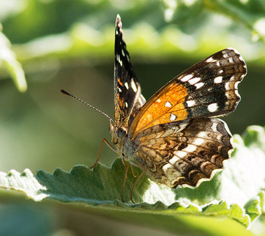 Texan Crescent Phyciodes texana  Butterfly