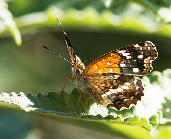 Texan Crescent Phyciodes texana  Butterfly