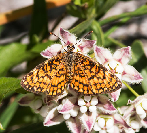 Tiny Checkerspot Dymasia dymas Butterfly
