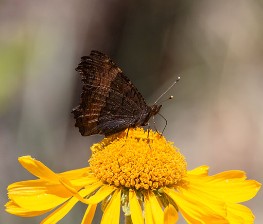 Milbert's Tortoiseshell Aglais milberti Butterfly