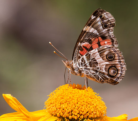 American Lady Vanessa virginiensi Butterfly