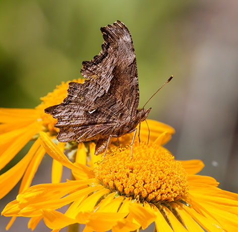 Zephyr Hoary Comma Polygonia gracilis zephyrus Hoary Anglewing Butterfly