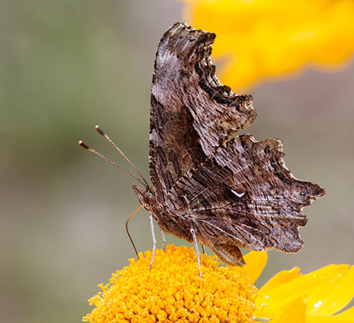 Zephyr Hoary Comma Polygonia gracilis zephyrus Hoary Anglewing Butterfly
