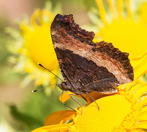 Milbert's Tortoiseshell Aglais milberti Butterfly