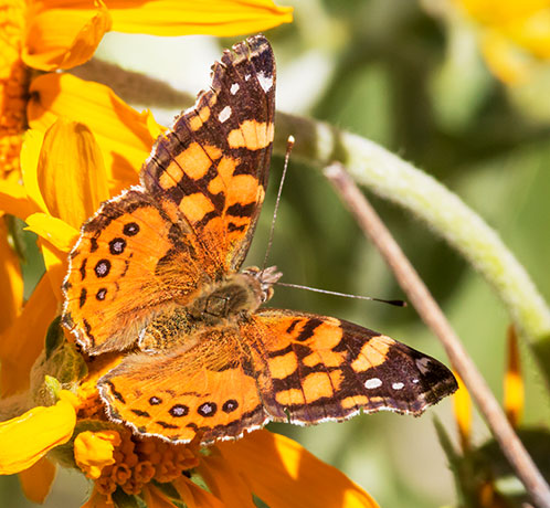 West Coast Lady Vanessa annabella Butterfly