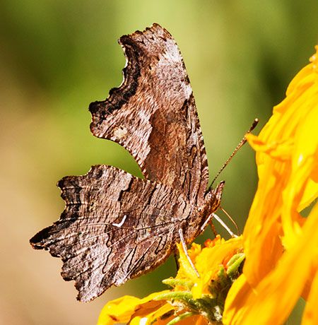 Zephyr Hoary Comma Polygonia gracilis zephyrus Hoary Anglewing Butterfly