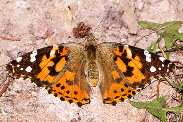 Painted Lady Vanessa cardui  Butterfly