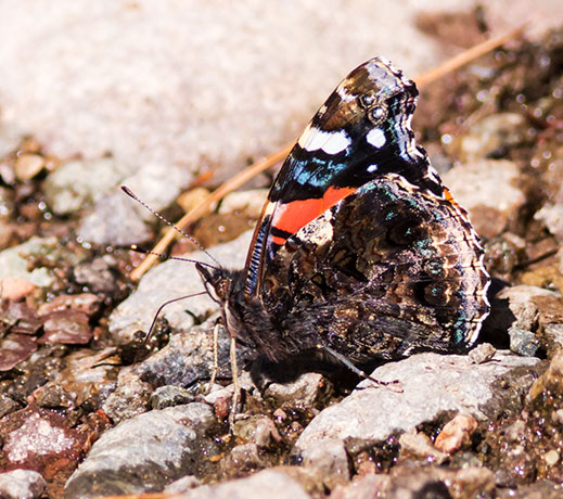 Red Admiral Vanessa atalanta Butterfly