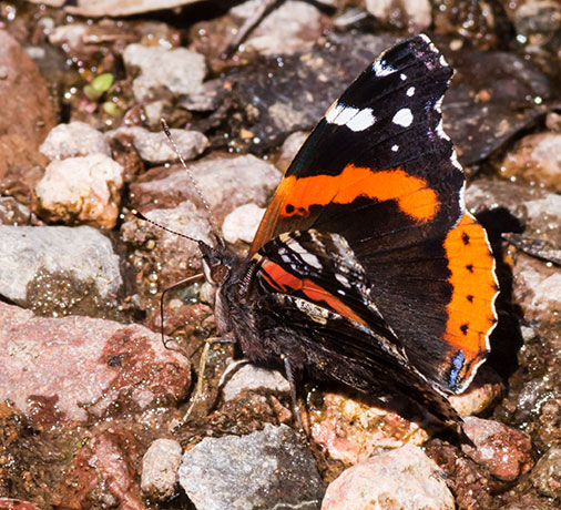 Red Admiral Vanessa atalanta Butterfly