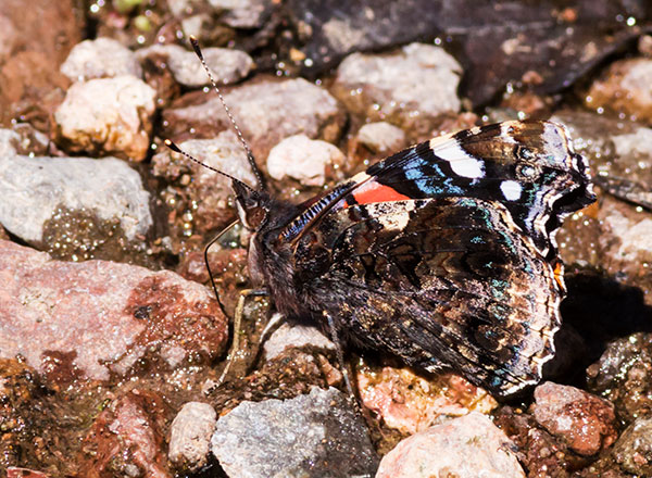 Red Admiral Vanessa atalanta Butterfly