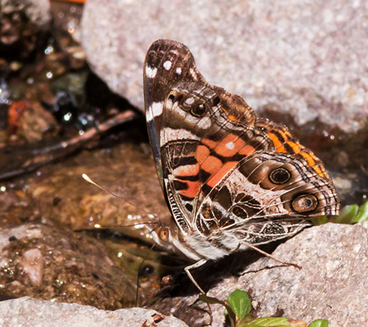 American Lady Vanessa virginiensi Butterfly