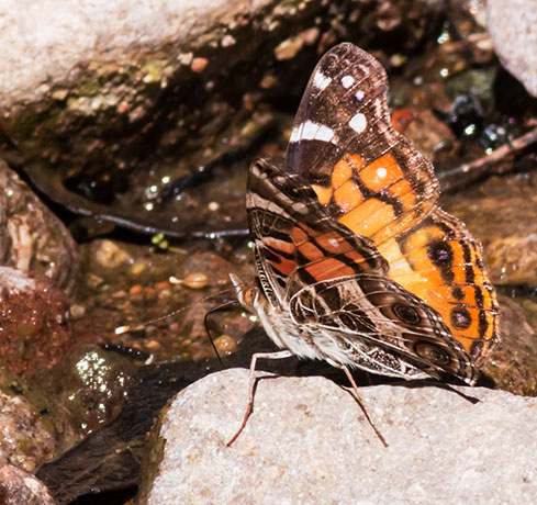 American Lady Vanessa virginiensi Butterfly