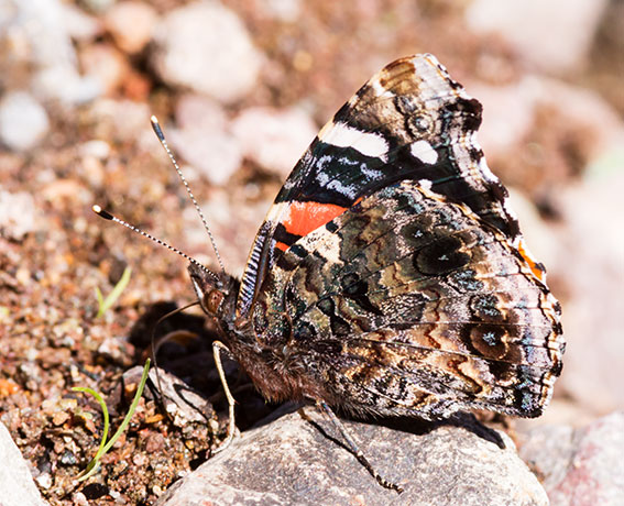 Red Admiral Vanessa atalanta Butterfly