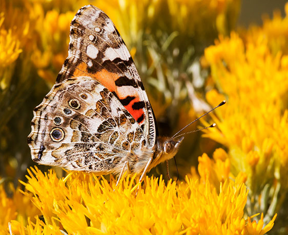 Painted Lady Vanessa cardui  Butterfly