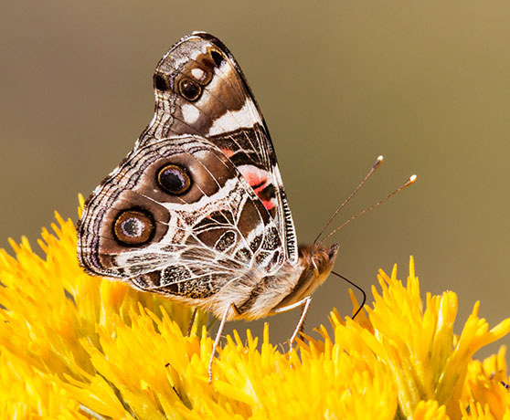 American Lady Vanessa virginiensi Butterfly