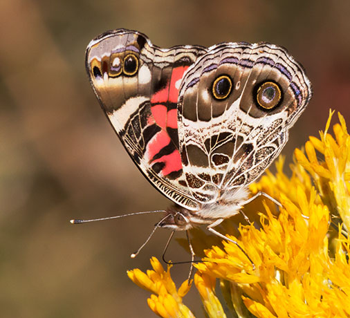 American Lady Vanessa virginiensi Butterfly