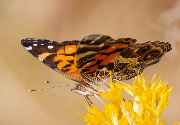 American Lady Vanessa virginiensi Butterfly
