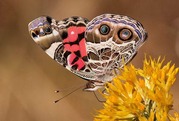 American Lady Vanessa virginiensi Butterfly