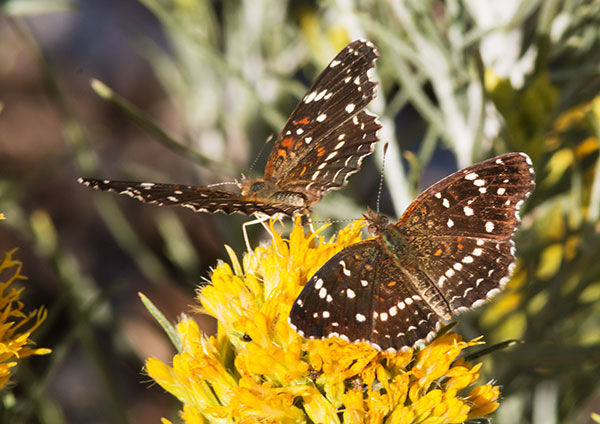 Texan Crescent Phyciodes texana  Butterfly