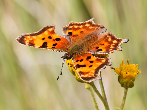 Satyr Comma Polygonia satyrus Satyr Anglewing Butterfly