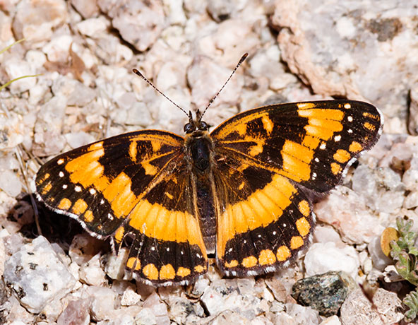 California Patch Chlosyne californica Butterfly