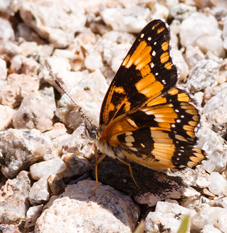 California Patch Chlosyne californica Butterfly