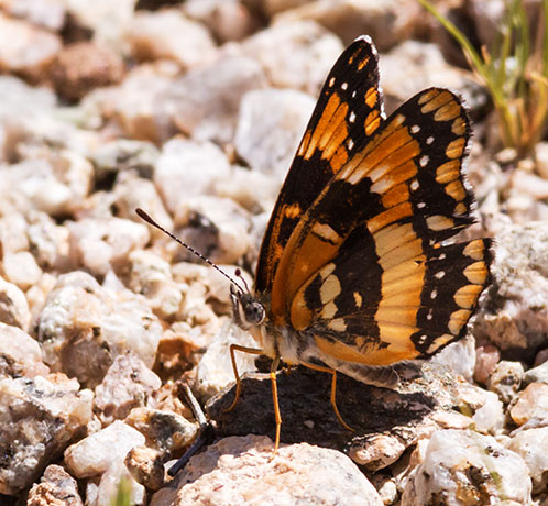 California Patch Chlosyne californica Butterfly