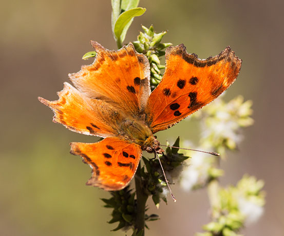 Zephyr Hoary Comma Polygonia gracilis zephyrus Hoary Anglewing Butterfly