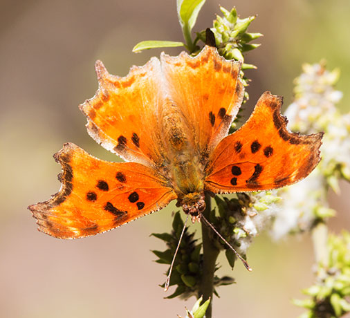 Zephyr Hoary Comma Polygonia gracilis zephyrus Hoary Anglewing Butterfly